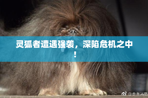灵狐者遭遇强袭，深陷危机之中！