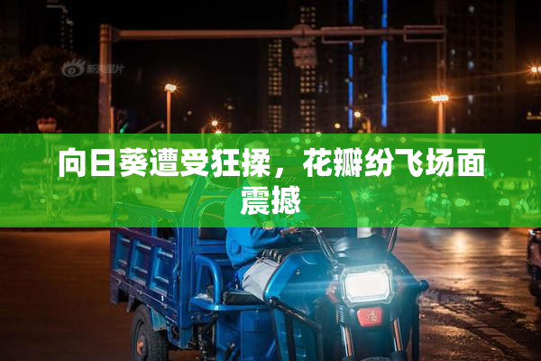 向日葵遭受狂揉，花瓣纷飞场面震撼