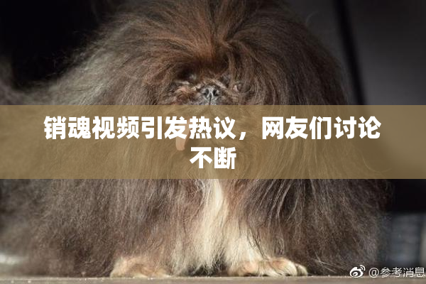 销魂视频引发热议，网友们讨论不断