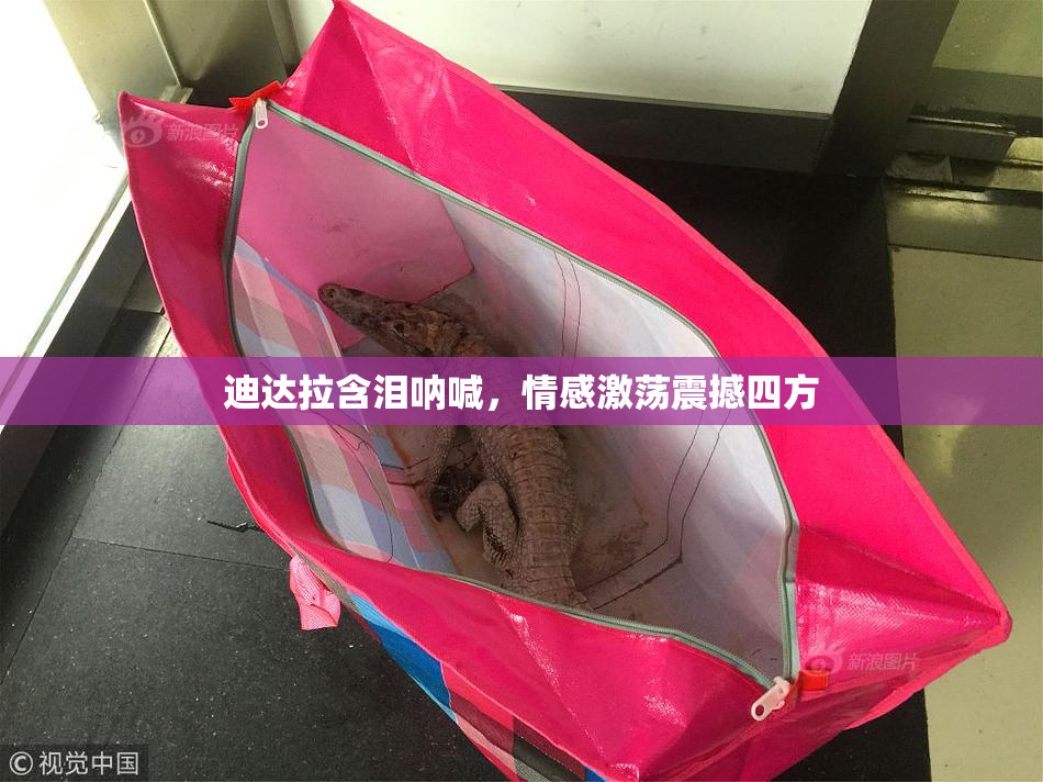 迪达拉含泪呐喊，情感激荡震撼四方