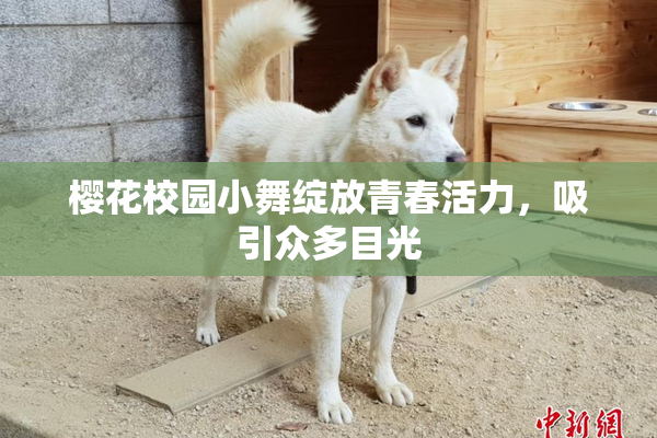 樱花校园小舞绽放青春活力，吸引众多目光