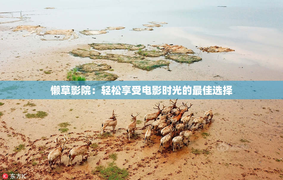 懒草影院：轻松享受电影时光的最佳选择