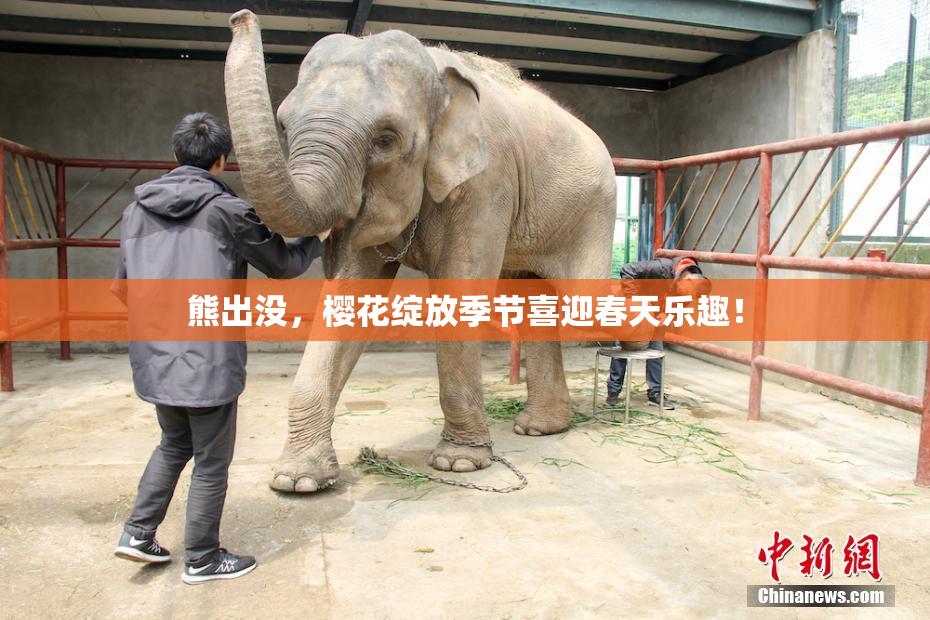 熊出没，樱花绽放季节喜迎春天乐趣！