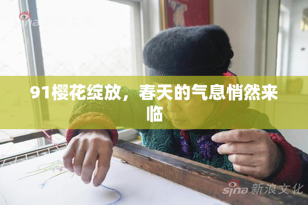 91樱花绽放，春天的气息悄然来临