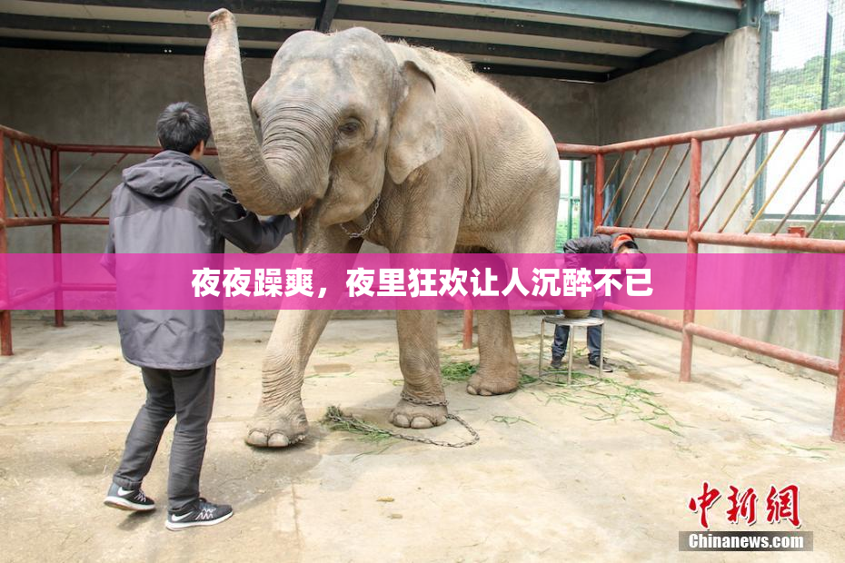 夜夜躁爽，夜里狂欢让人沉醉不已