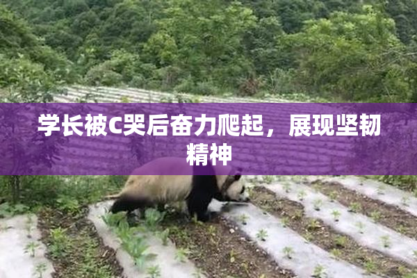 学长被C哭后奋力爬起，展现坚韧精神