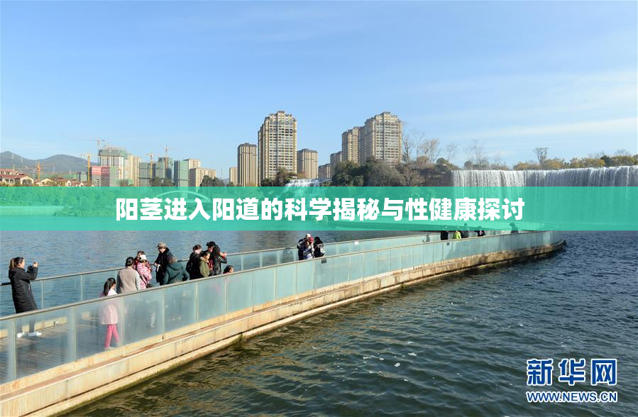 阳茎进入阳道的科学揭秘与性健康探讨