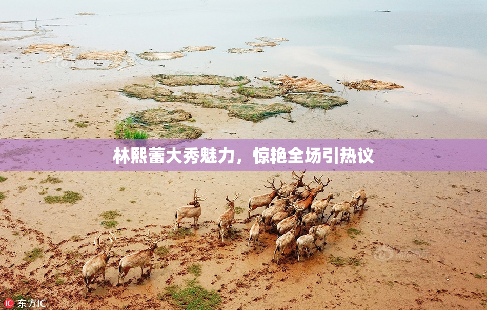 林熙蕾大秀魅力，惊艳全场引热议