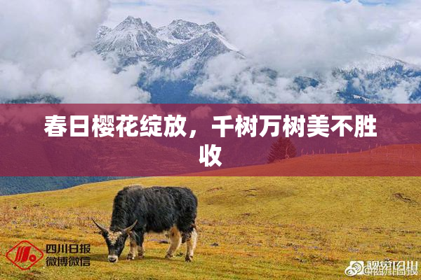春日樱花绽放，千树万树美不胜收