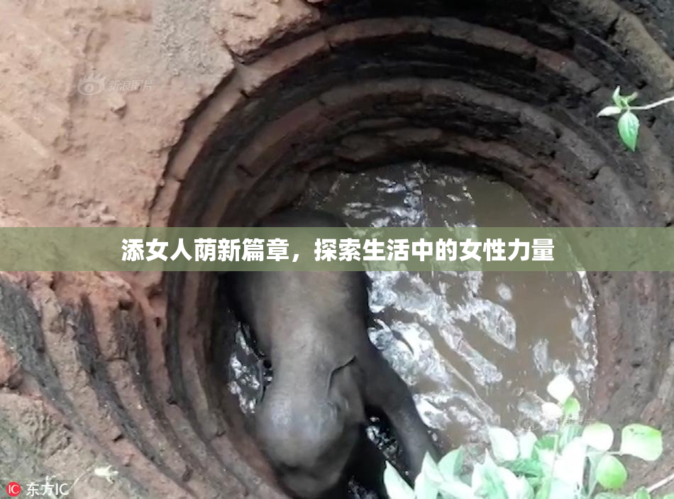 添女人荫新篇章，探索生活中的女性力量