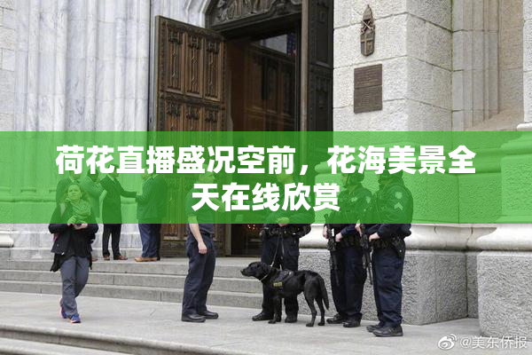 荷花直播盛况空前，花海美景全天在线欣赏