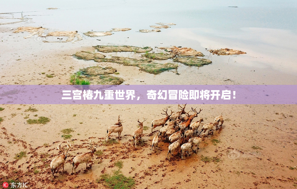 三宫椿九重世界，奇幻冒险即将开启！