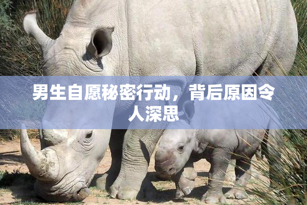 男生自愿秘密行动，背后原因令人深思