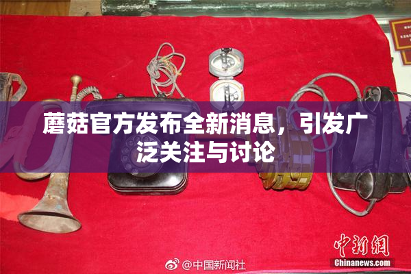 蘑菇官方发布全新消息，引发广泛关注与讨论