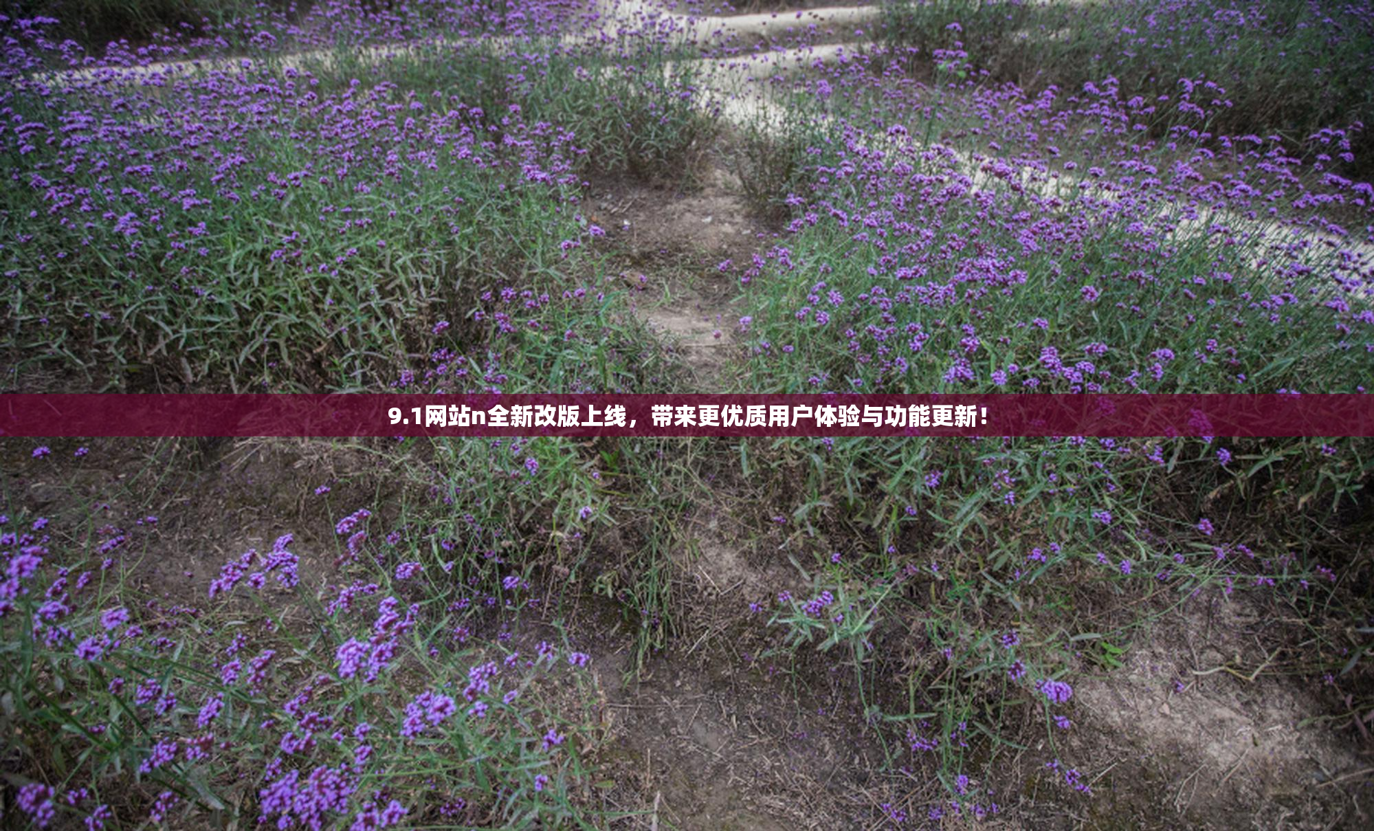9.1网站n全新改版上线，带来更优质用户体验与功能更新！