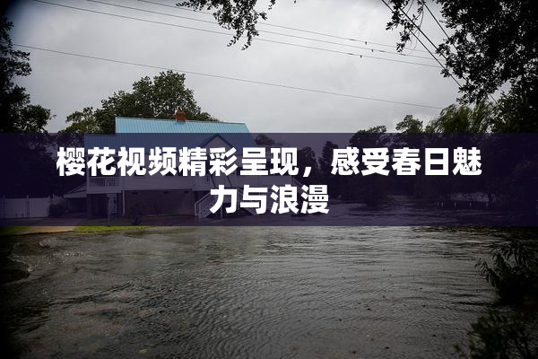 樱花视频精彩呈现，感受春日魅力与浪漫