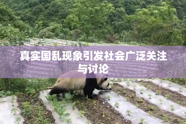 真实国乱现象引发社会广泛关注与讨论