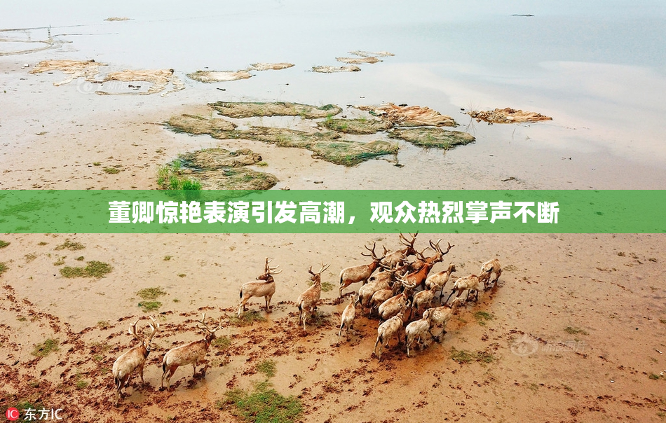 董卿惊艳表演引发高潮，观众热烈掌声不断