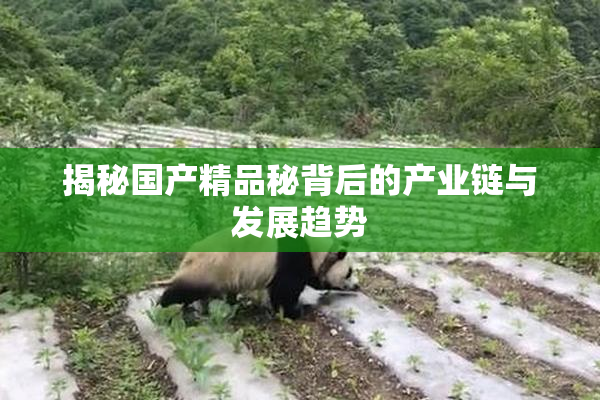 揭秘国产精品秘背后的产业链与发展趋势