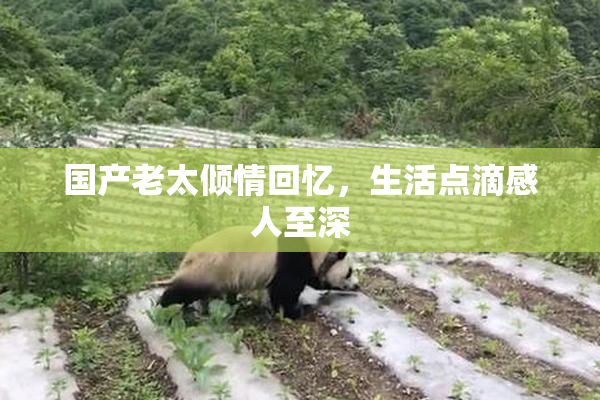 国产老太倾情回忆，生活点滴感人至深