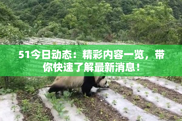 51今日动态：精彩内容一览，带你快速了解最新消息！