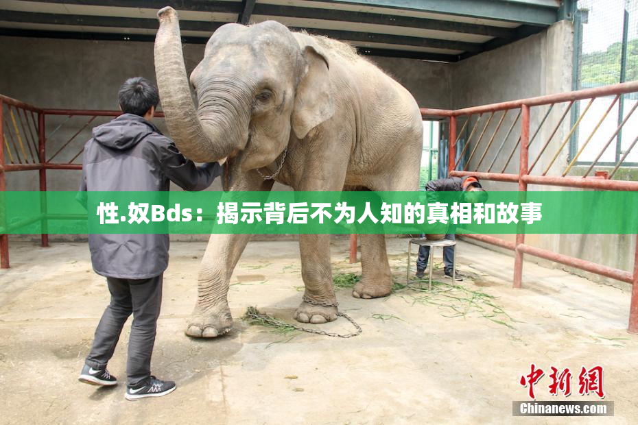 性.奴Bds：揭示背后不为人知的真相和故事