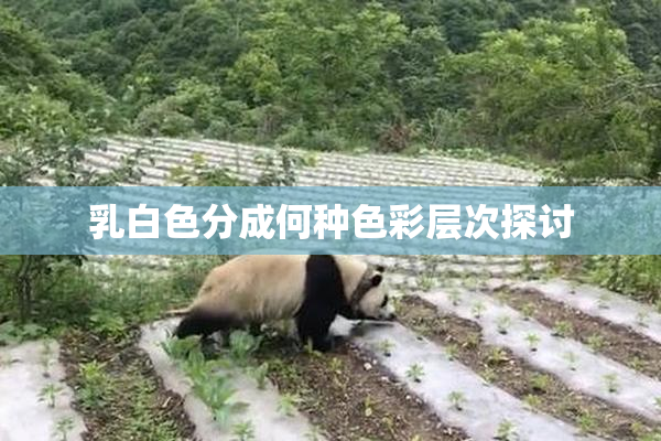 乳白色分成何种色彩层次探讨