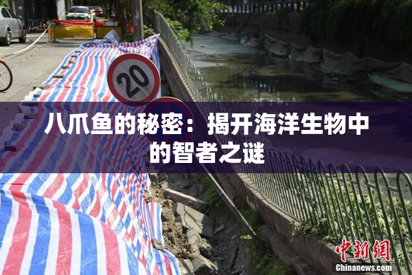 八爪鱼的秘密：揭开海洋生物中的智者之谜