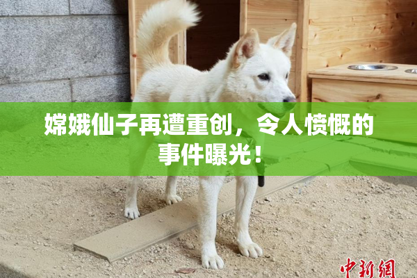 嫦娥仙子再遭重创，令人愤慨的事件曝光！