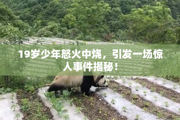 19岁少年怒火中烧，引发一场惊人事件揭秘！