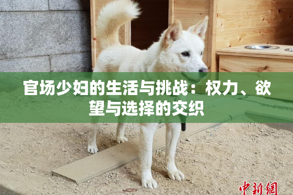 官场少妇的生活与挑战：权力、欲望与选择的交织