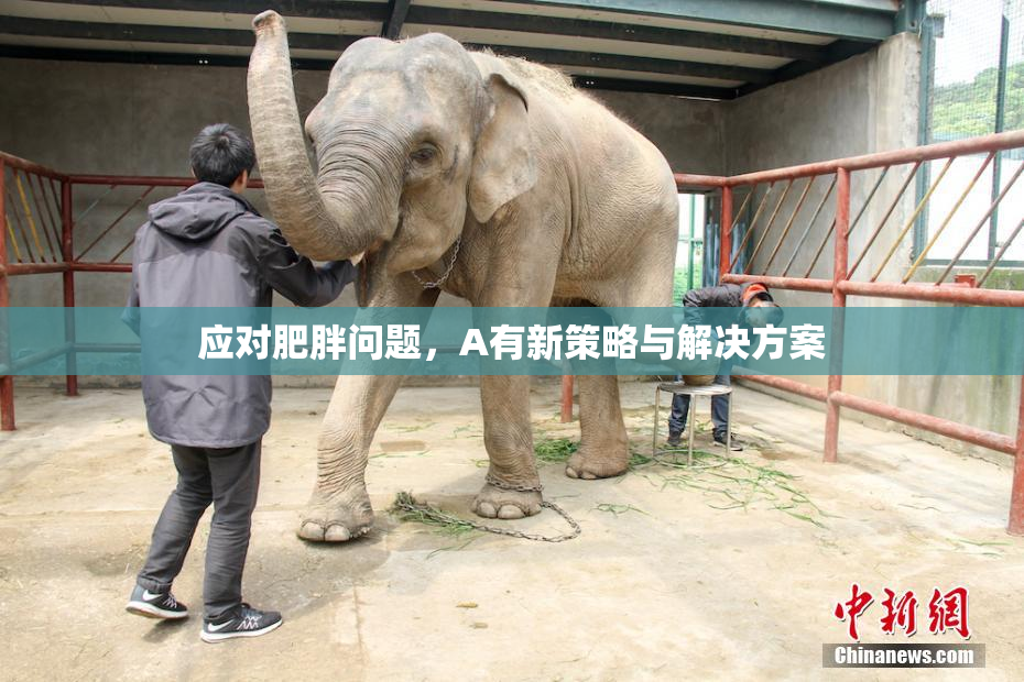 应对肥胖问题，A有新策略与解决方案