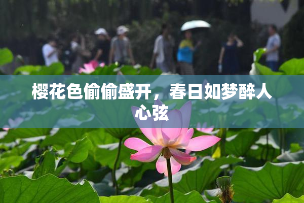 樱花色偷偷盛开，春日如梦醉人心弦