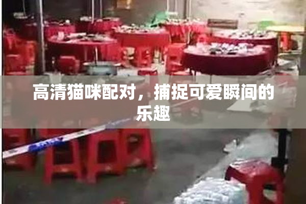 高清猫咪配对，捕捉可爱瞬间的乐趣