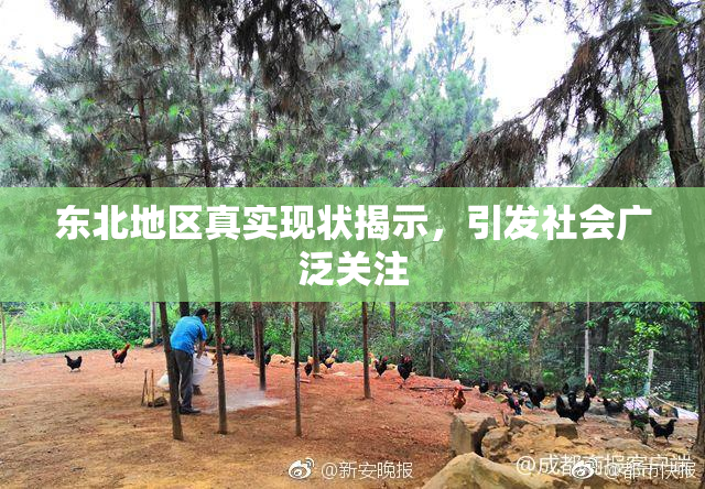 东北地区真实现状揭示，引发社会广泛关注