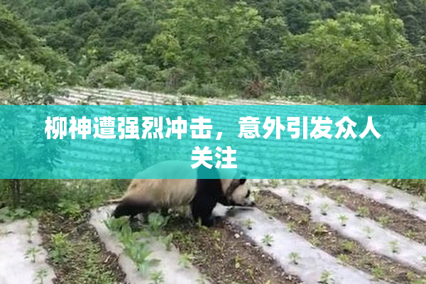 柳神遭强烈冲击，意外引发众人关注