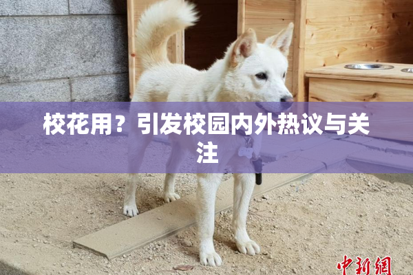 校花用？引发校园内外热议与关注
