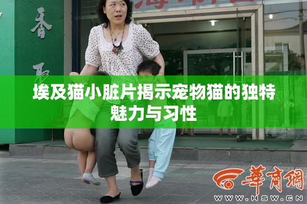 埃及猫小脏片揭示宠物猫的独特魅力与习性