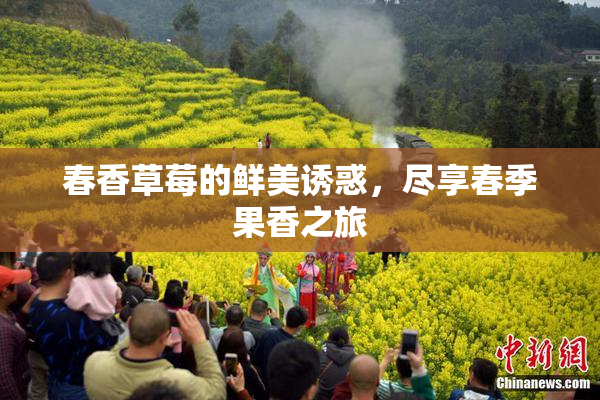 春香草莓的鲜美诱惑，尽享春季果香之旅