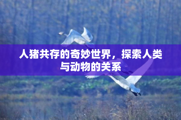 人猪共存的奇妙世界，探索人类与动物的关系