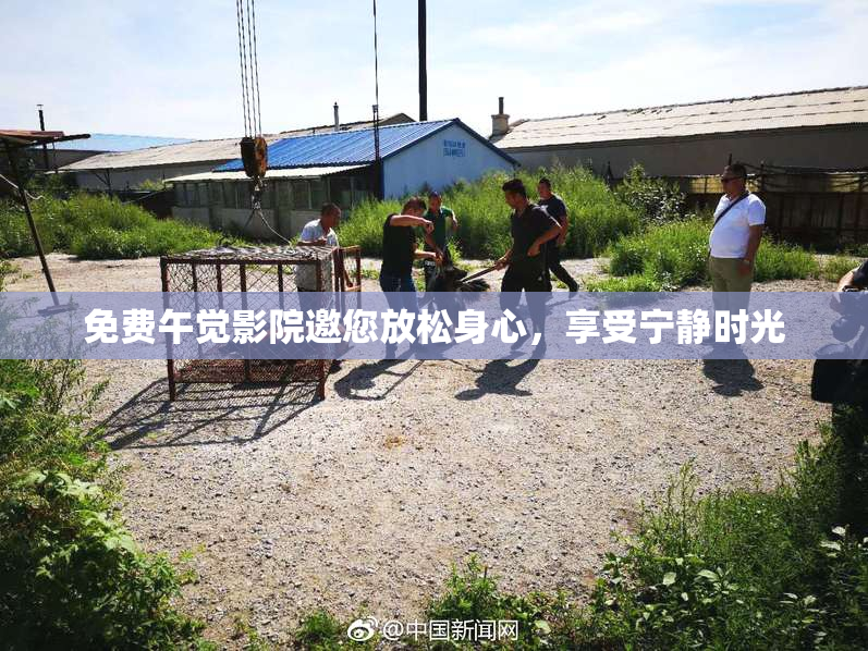 免费午觉影院邀您放松身心，享受宁静时光