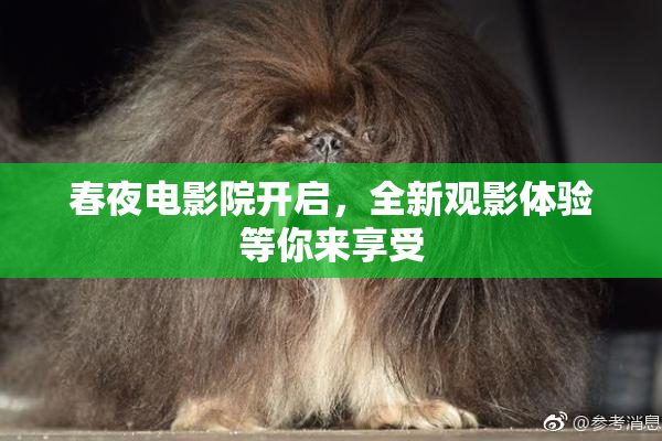 春夜电影院开启，全新观影体验等你来享受