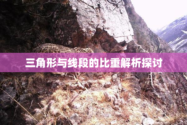 三角形与线段的比重解析探讨