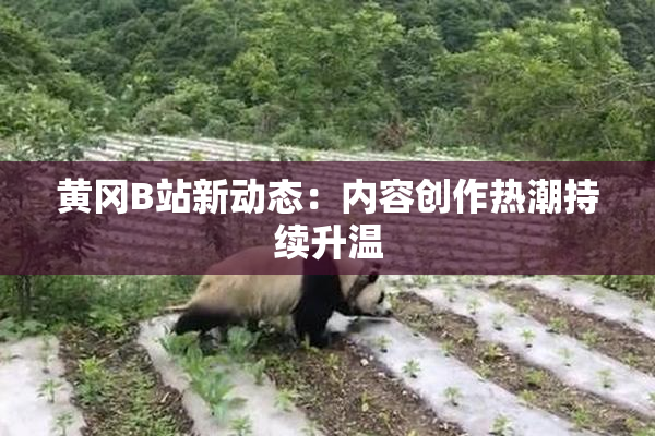 黄冈B站新动态：内容创作热潮持续升温