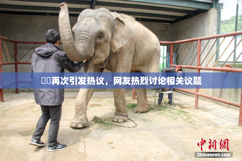 妺妺再次引发热议，网友热烈讨论相关议题