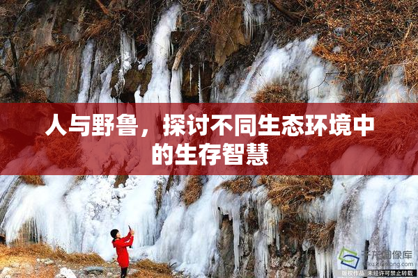 人与野鲁，探讨不同生态环境中的生存智慧