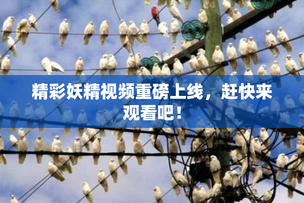 精彩妖精视频重磅上线，赶快来观看吧！