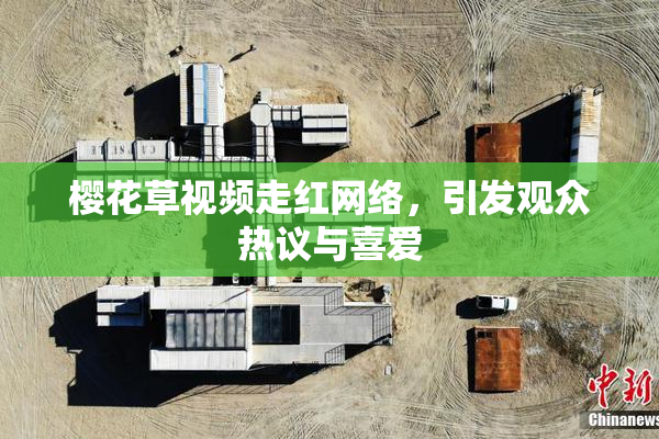 樱花草视频走红网络，引发观众热议与喜爱