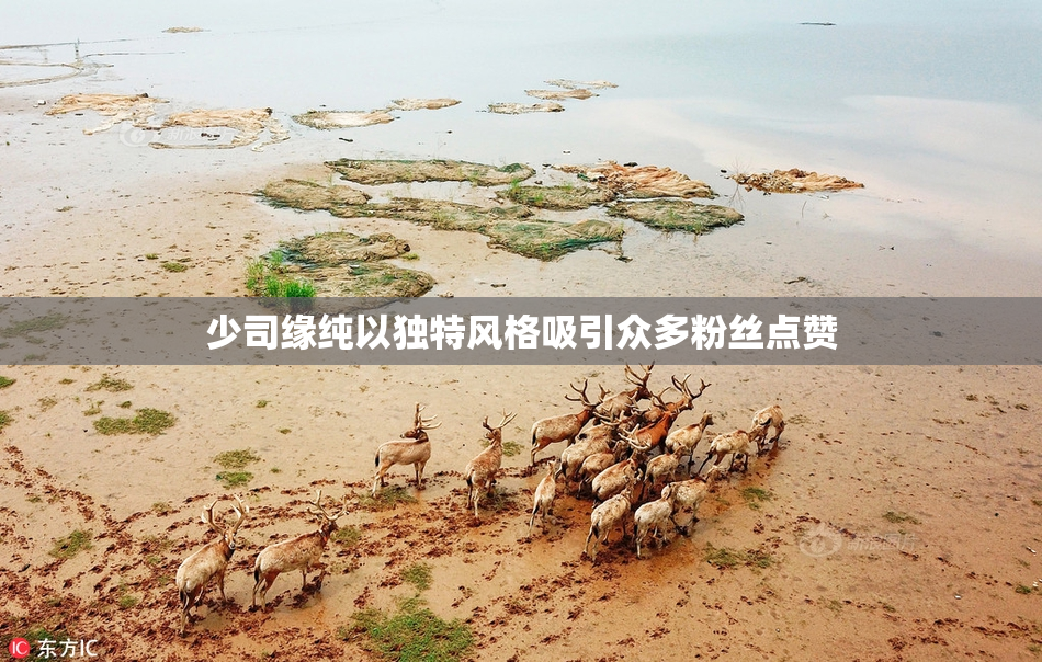 少司缘纯以独特风格吸引众多粉丝点赞