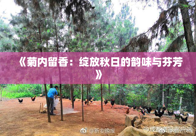 《菊内留香：绽放秋日的韵味与芬芳》
